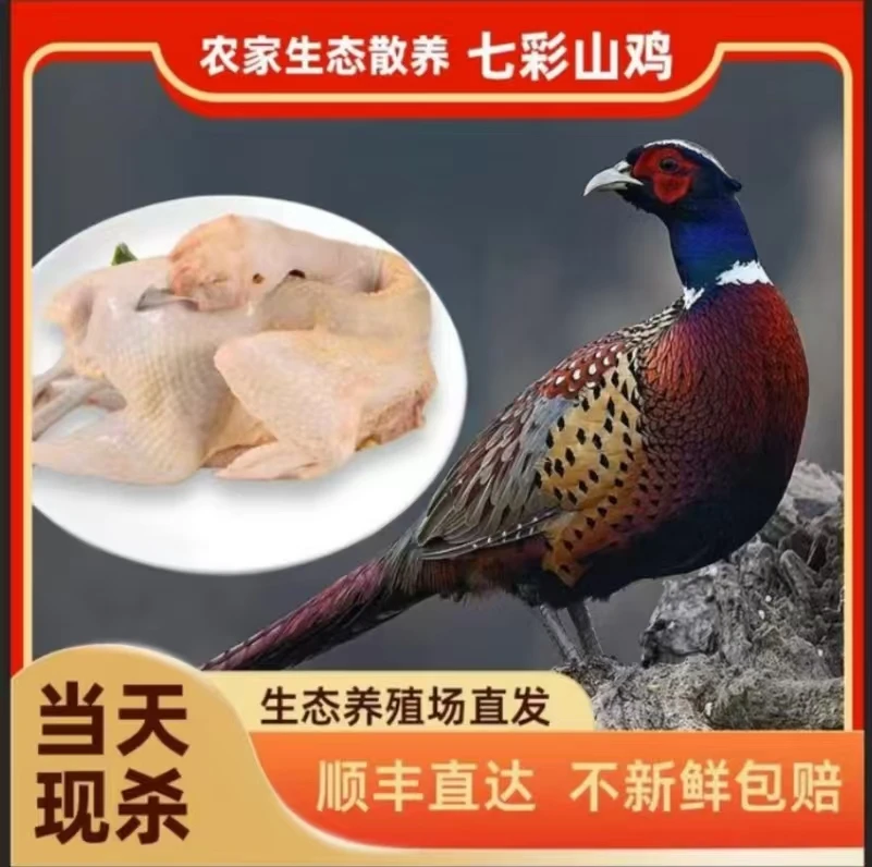 【山鸡哥专属】拍一发二 新鲜现宰散养七彩山鸡 顺丰包邮 适合煲汤