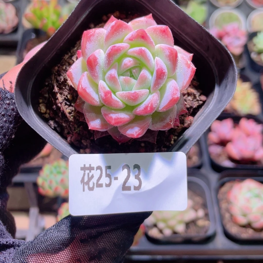 花利美25-23新品单头