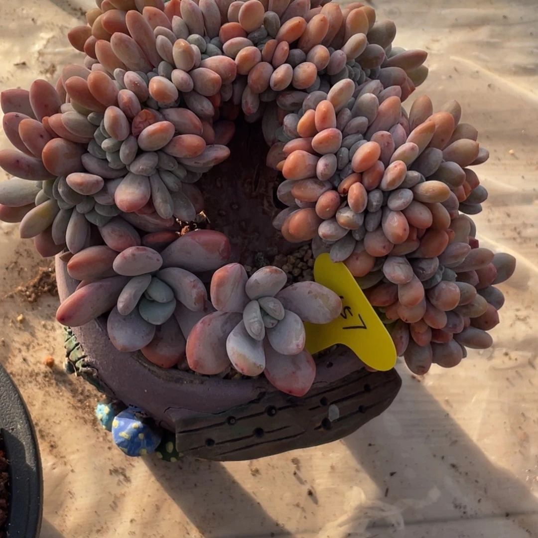 *****粉兔缀化小树半价不包断枝157