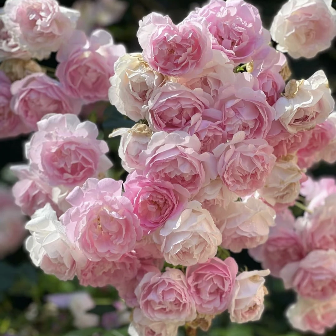 粉木香 四季爆花系列勤花 爬藤木香月季花苗