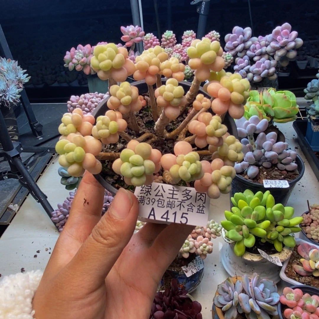 415花朵鱼子酱多肉8cm