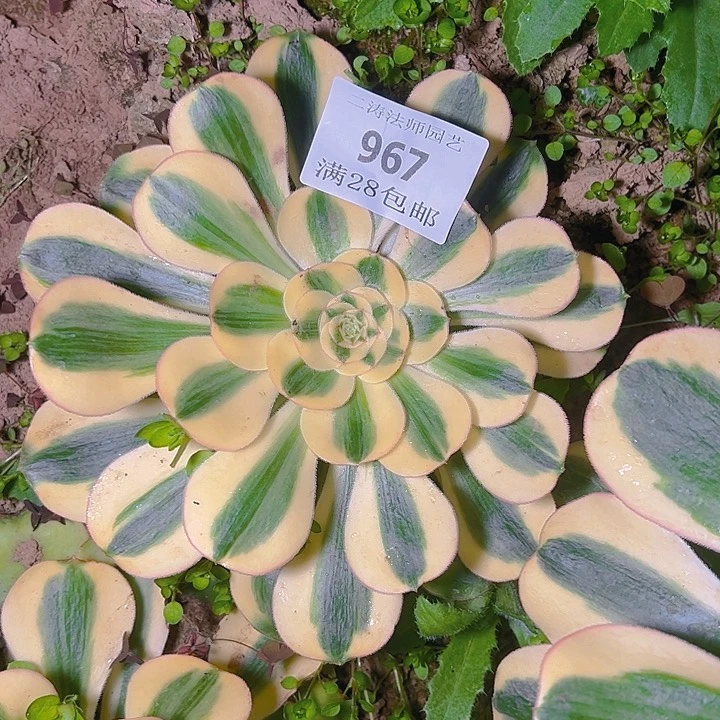 多****心967王妃君美丽多肉植物
