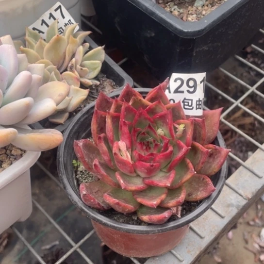 多肉植物291红冬云