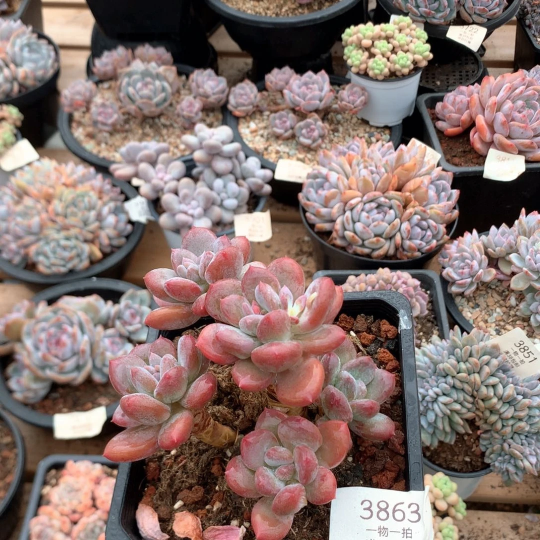 10厘米五头欧洲美人3863