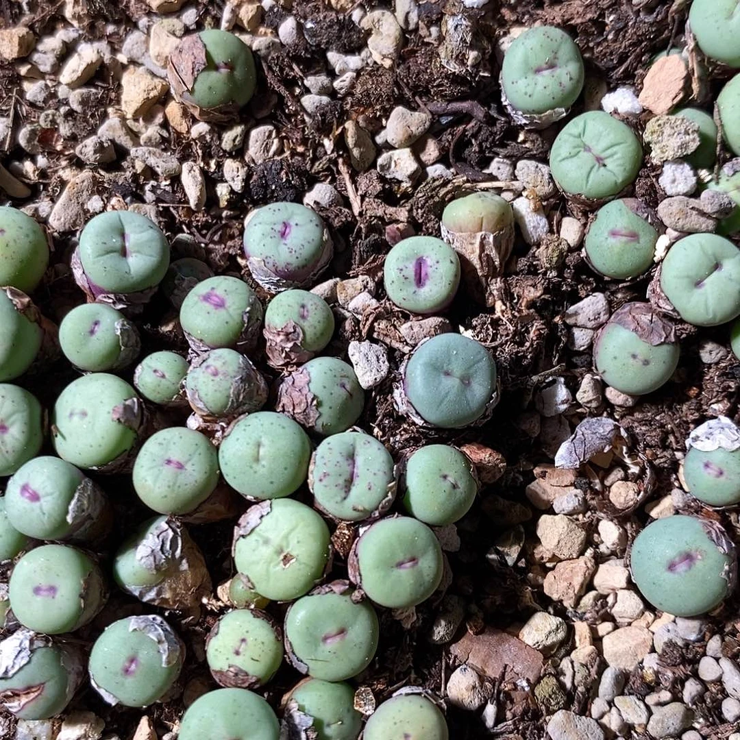 一颗编号混小红嘴。