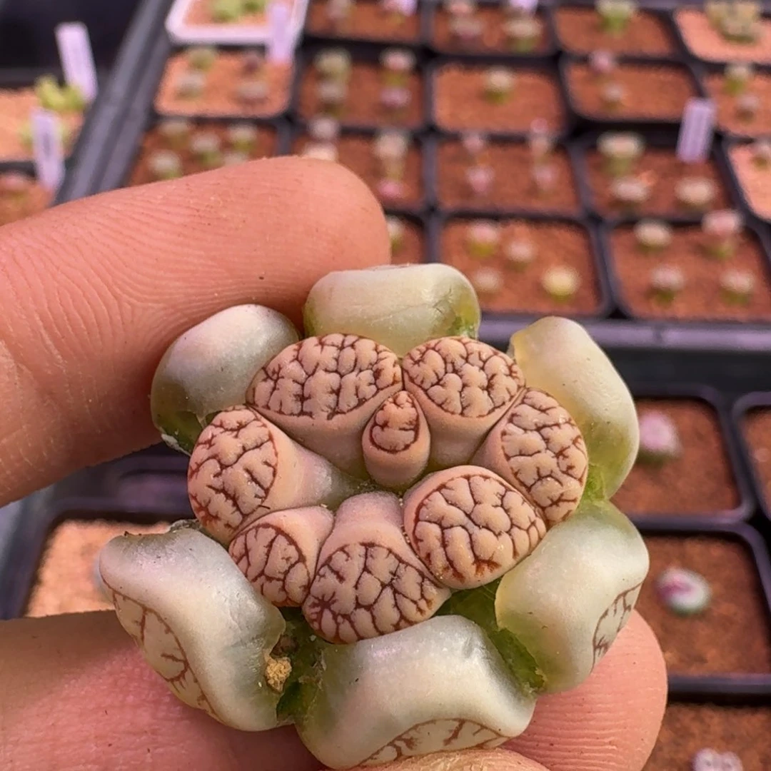 用****3云缦精品番杏22.9 特选岛田C189缀化