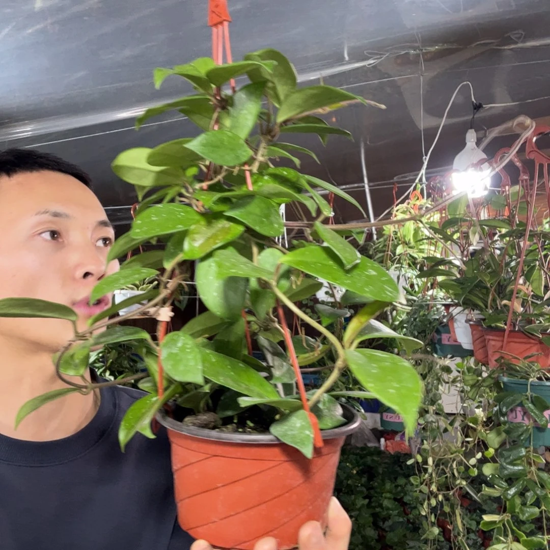 A***果无花朵绿叶红球兰