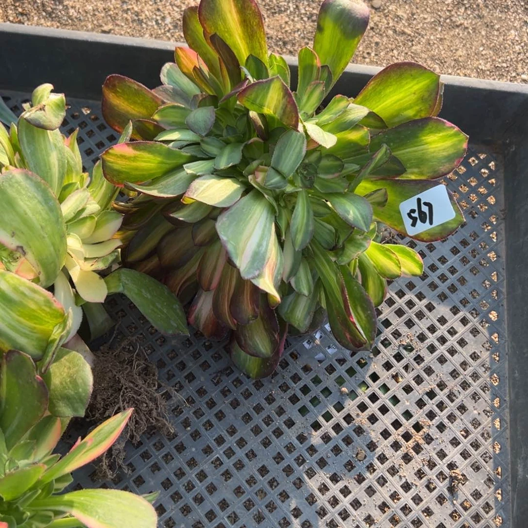 567韶秀七彩多肉多肉多肉