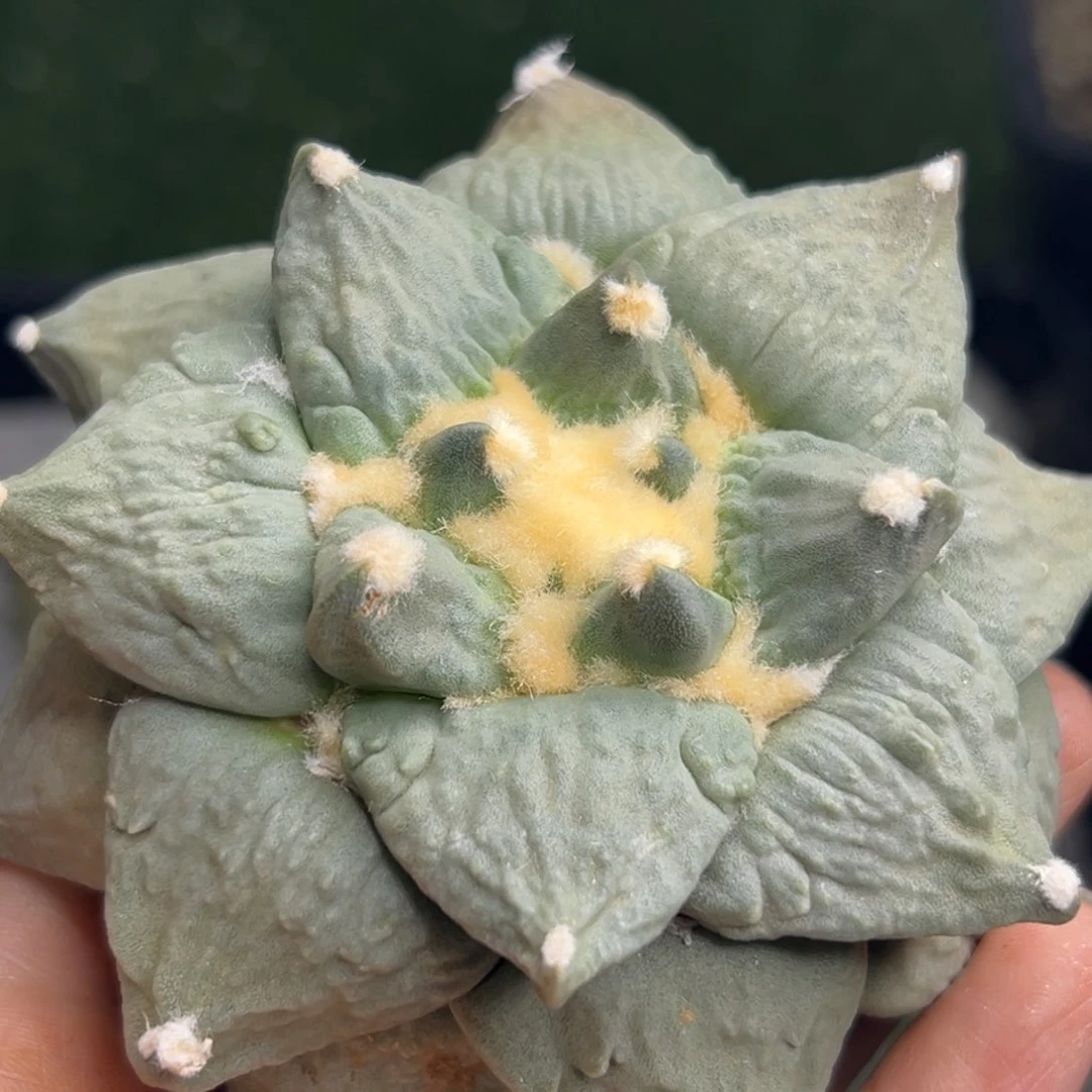 @*金173 有根 仙人球的世界