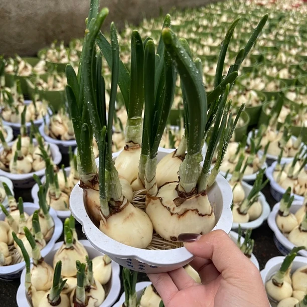 水仙花盆栽室内水养盆栽花卉植物水培好养
