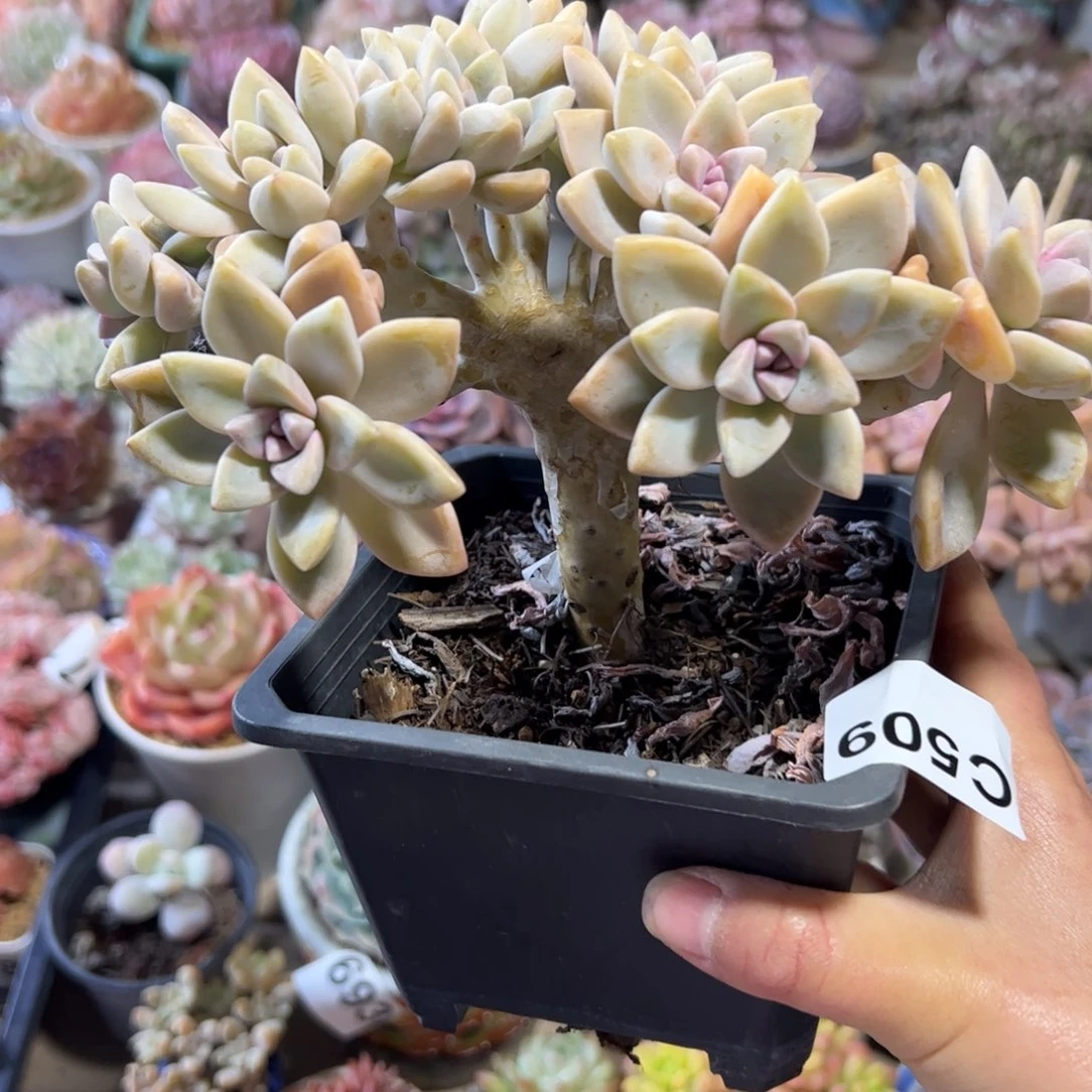 509 满38包邮一物一拍