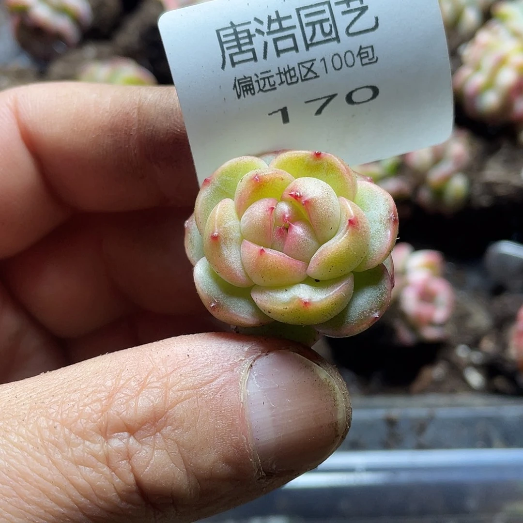 堇豆包珍妮一物一拍170