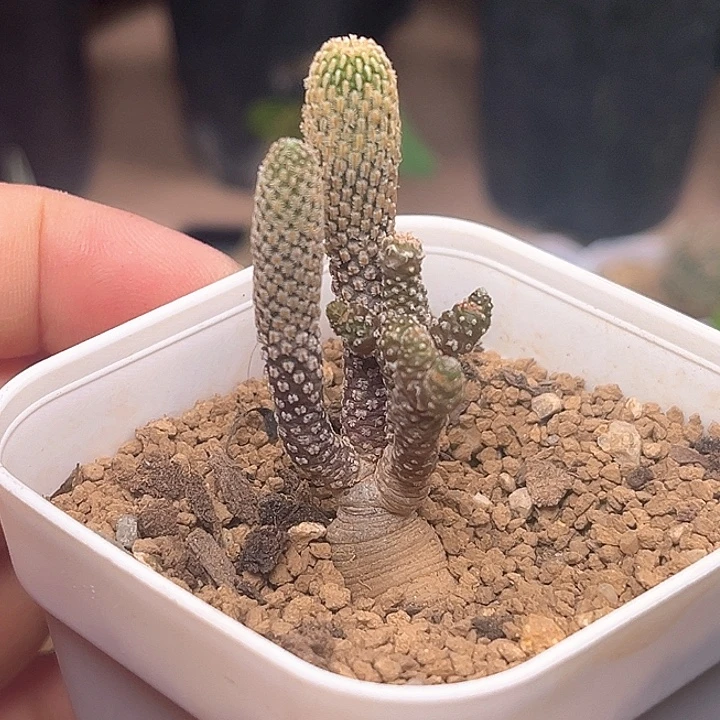 8头赤花精巧殿实生球群