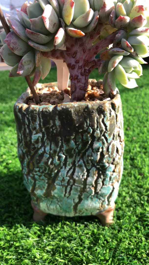 湘湘的多肉花盆嗯
