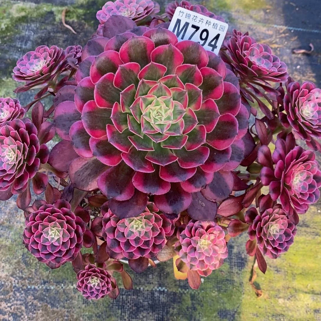 794不周正不包损