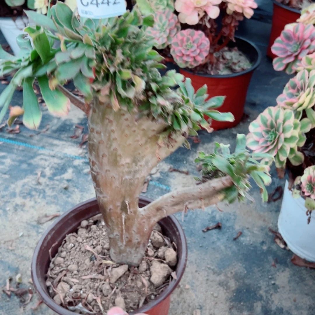 442绿法缀化多肉植物法师