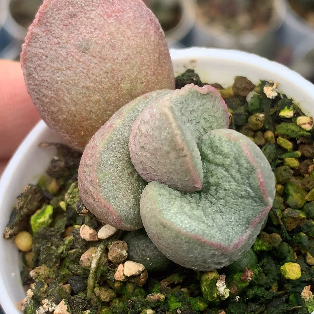 磨砂蛋 一物一拍照片