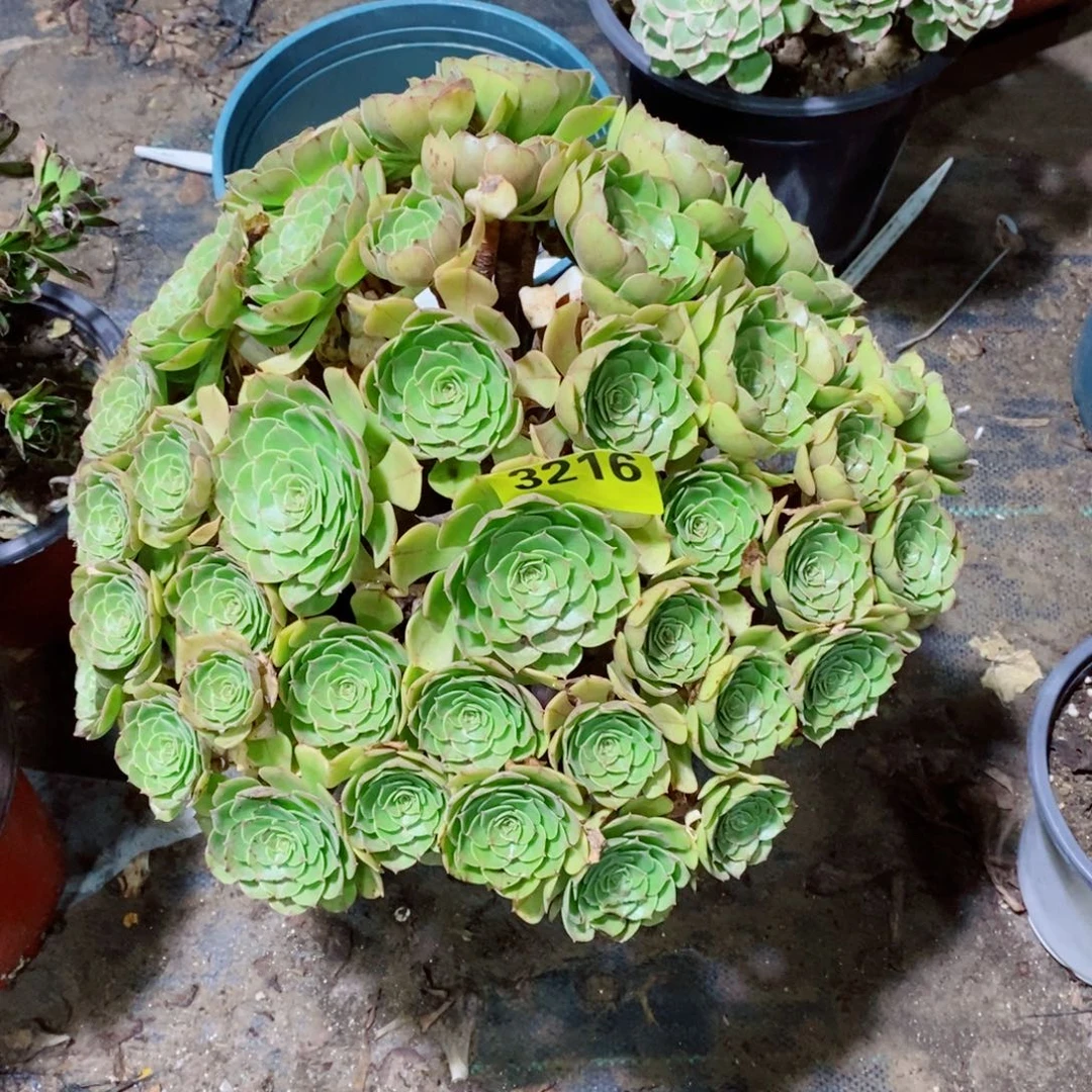 万圣节丛林多肉3216