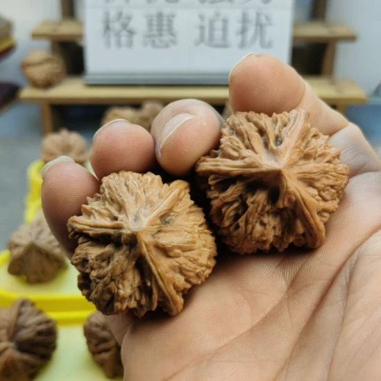 浮***）胡桃木玉龙粗筋三棱核
