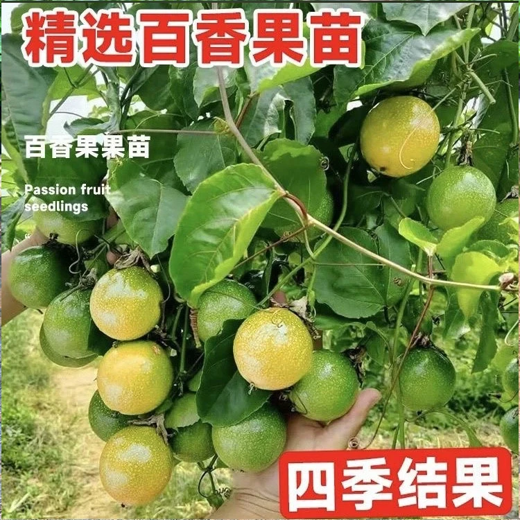 嫁接苗黄金百香果苗钦密九号新品种纯甜爬藤阳台小院盆栽地栽种植