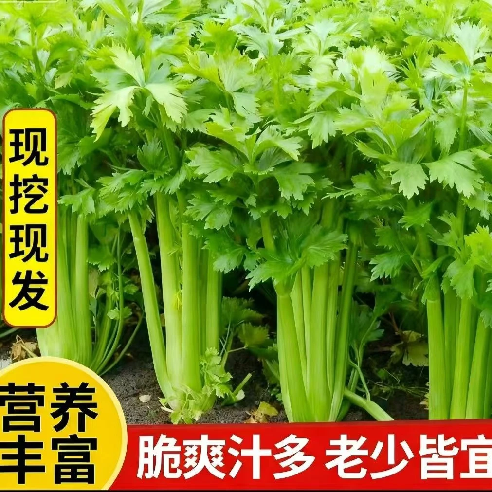 河南现挖带叶西芹新鲜芹菜产地直销3斤5斤包邮