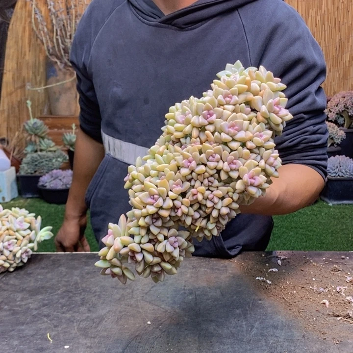 悟***295 号淡雪多肉植物