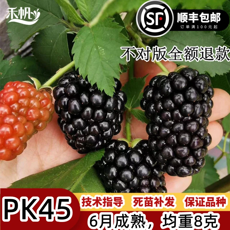 pk45黑树莓苗双季甜果盆栽地栽南北方种植覆盆子无刺黑树莓果苗