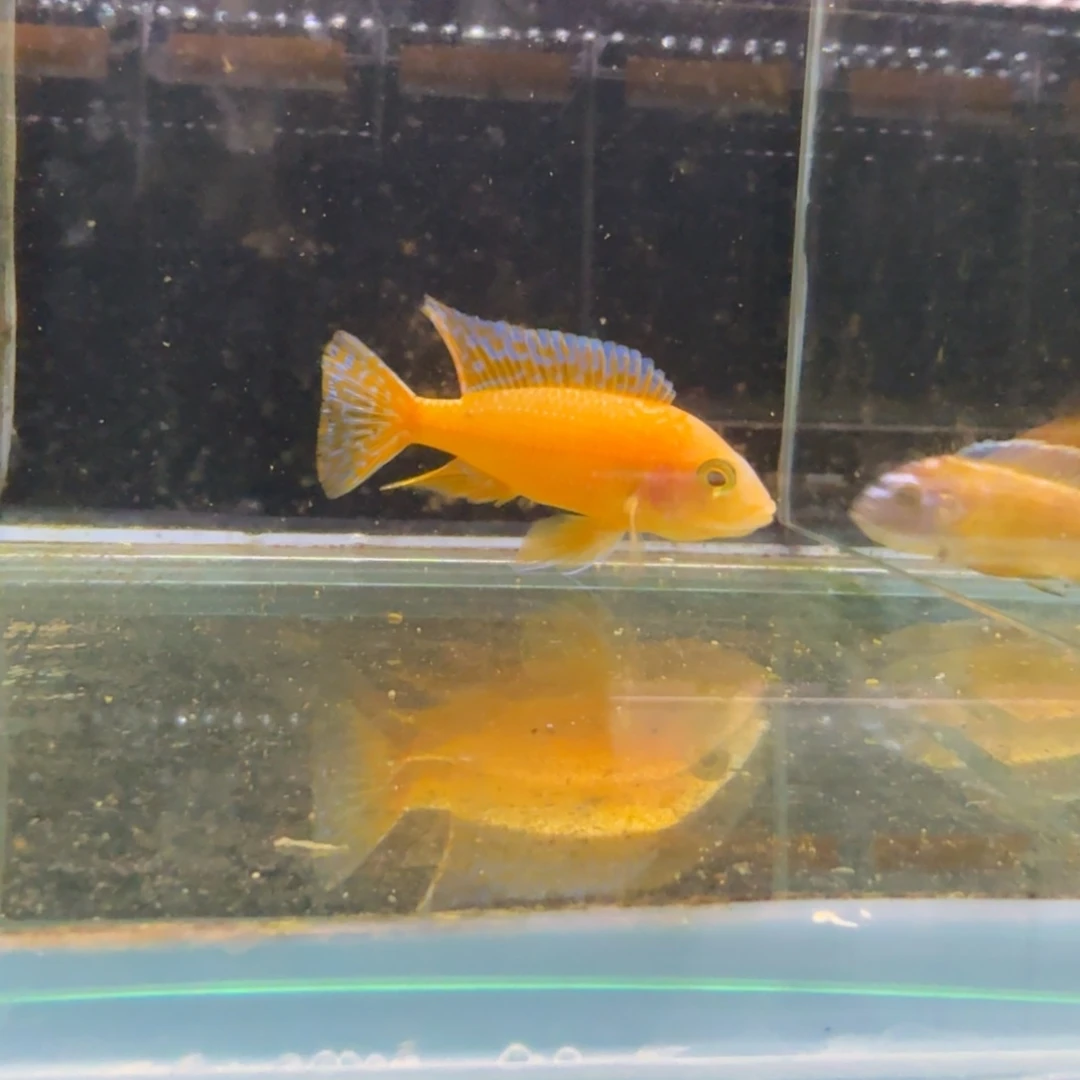 慈鲷330火炎红。