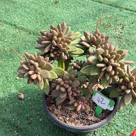 婉***）42南果奶一个脱土多肉