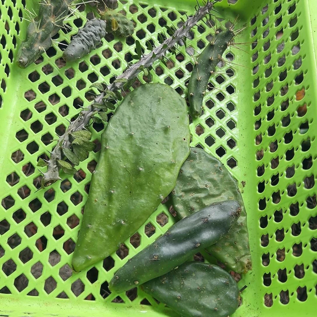 团扇组合10个品种仙人球