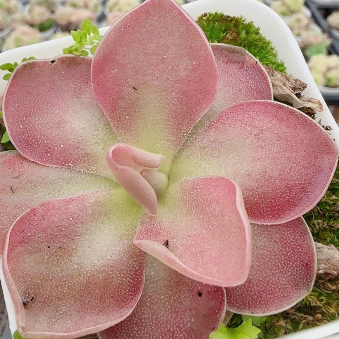 花语逸镜0603-124赛题
