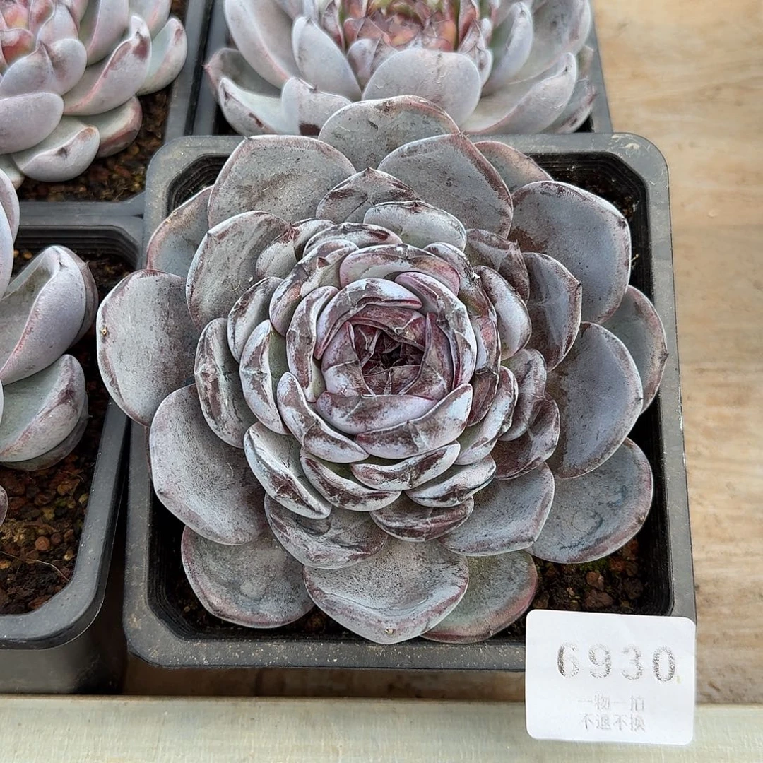 汐***汐6930号黑橙单头多肉