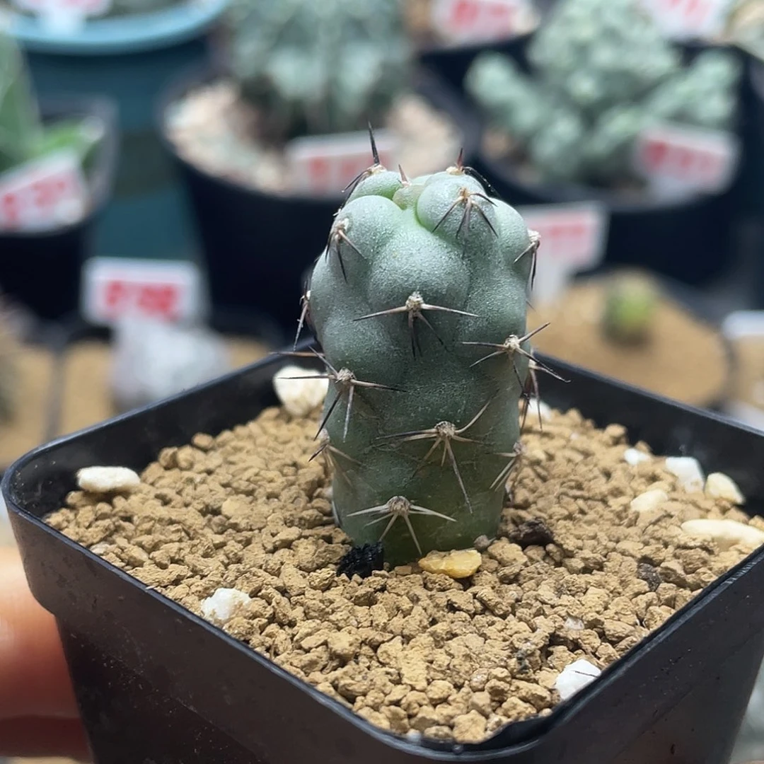 实生大尤习志野仙人球1