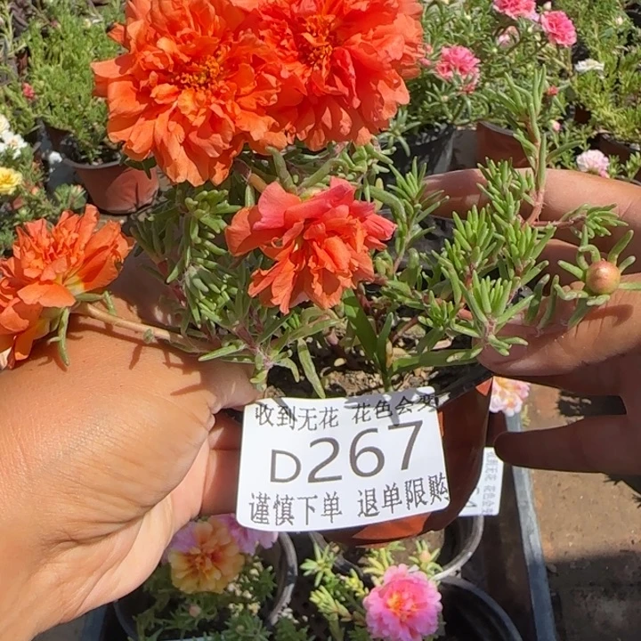 无花朵D267超小苗盆口10cm