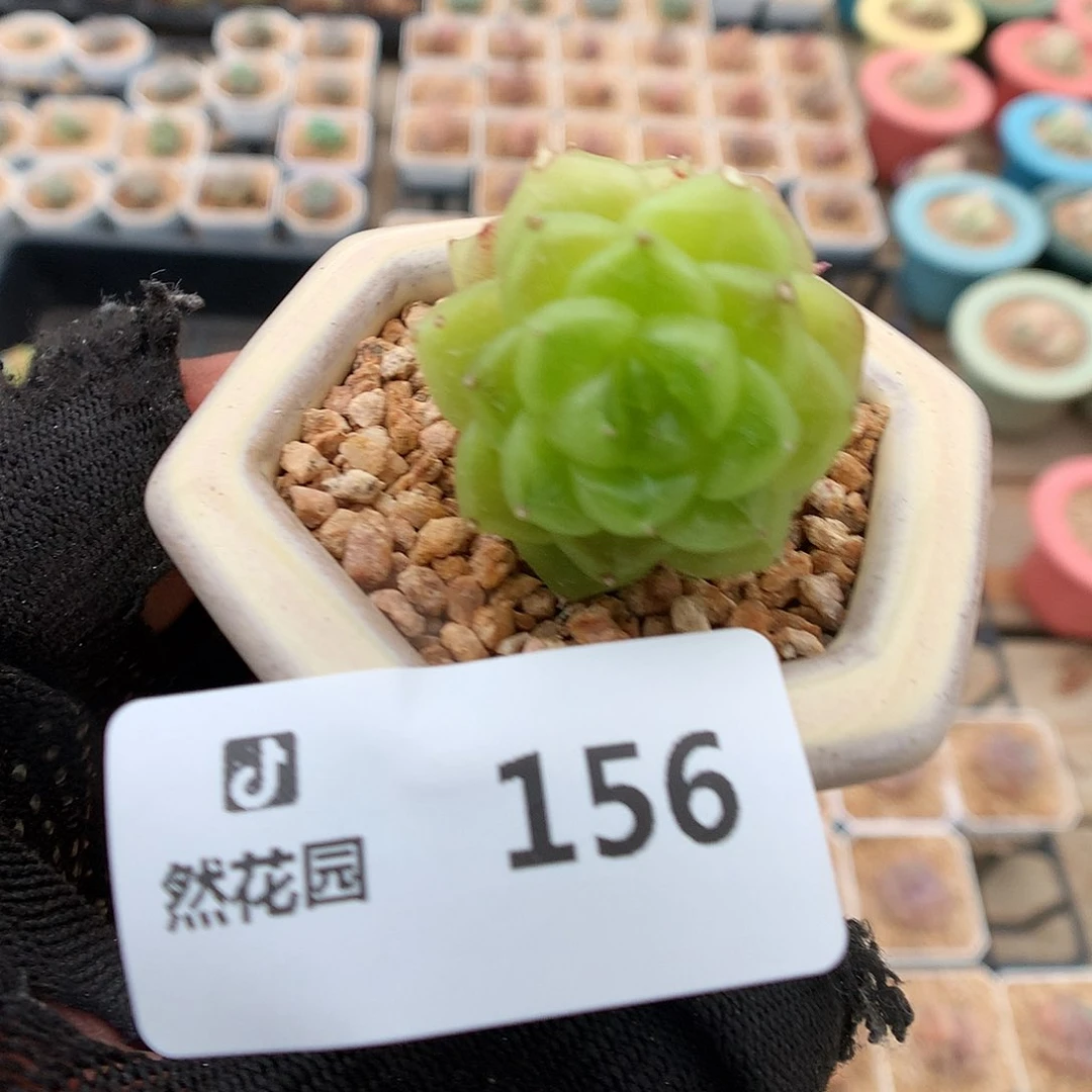 156星钻珍妮多肉植物666