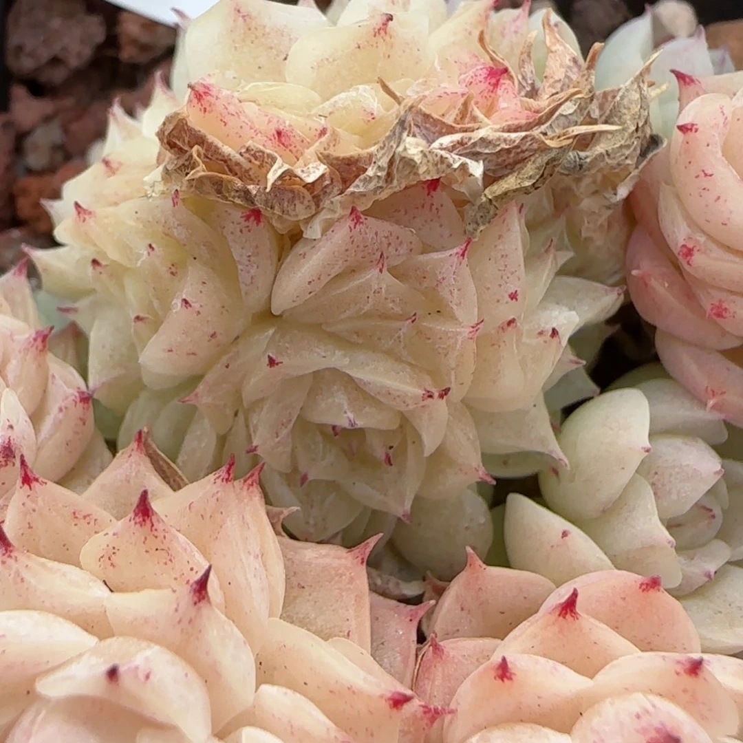 花语逸镜0201-333散