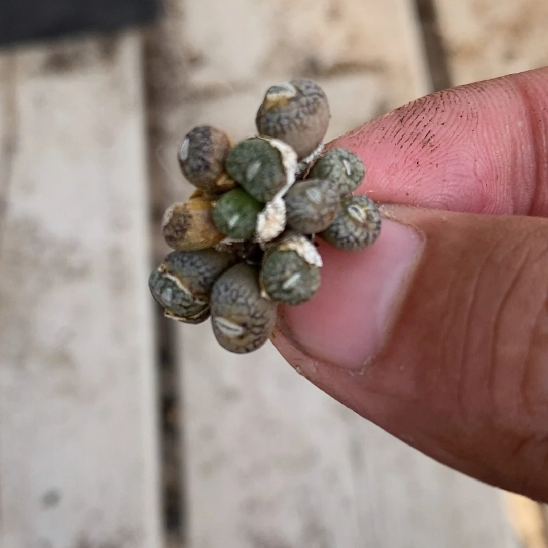 1571一群一群一群