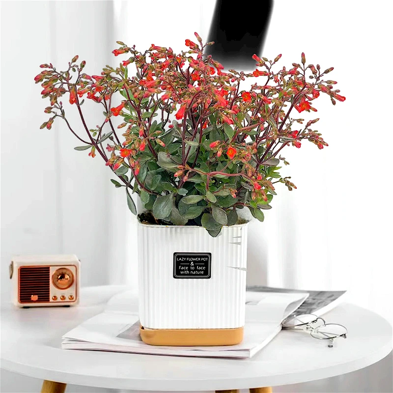 单瓣宫灯长寿花盆栽阳台庭院花卉绿植园艺花苗带花苞开花不断