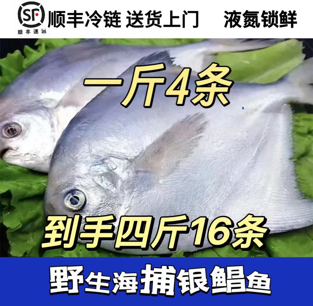 新鲜银鲳鱼 4斤（一斤4条）顺丰包邮液氮锁鲜发货