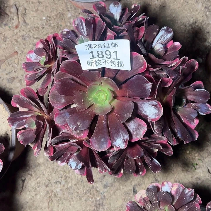 幸***湾1891爱神多肉植物