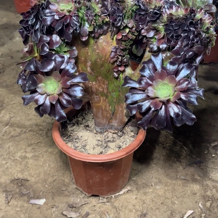 多肉植物欧紫缀35