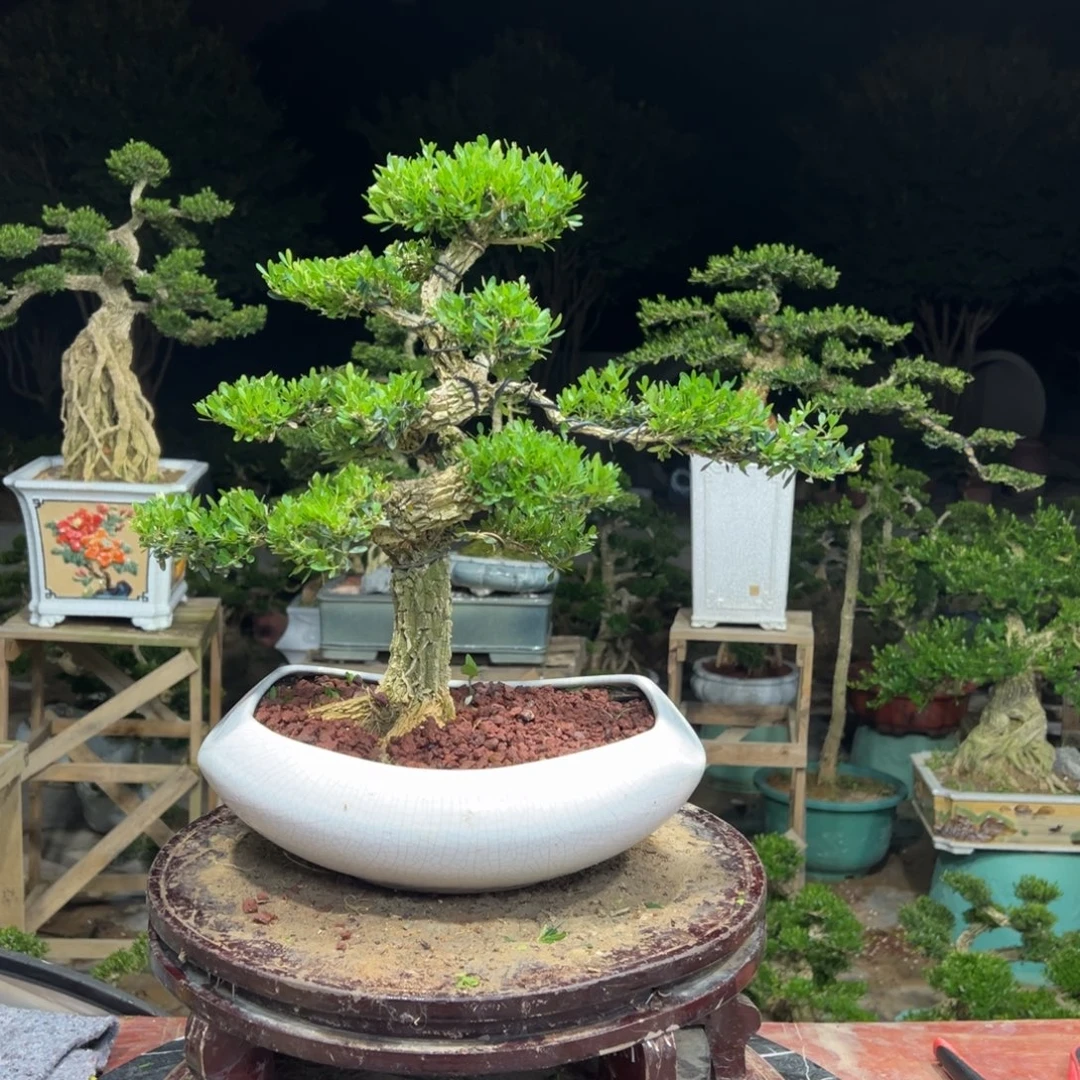 无花朵广东皱皮雀舌黄杨