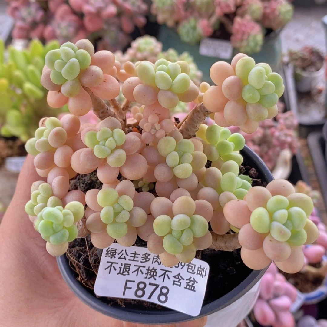 花朵鱼子酱老桩7cm878多肉植物