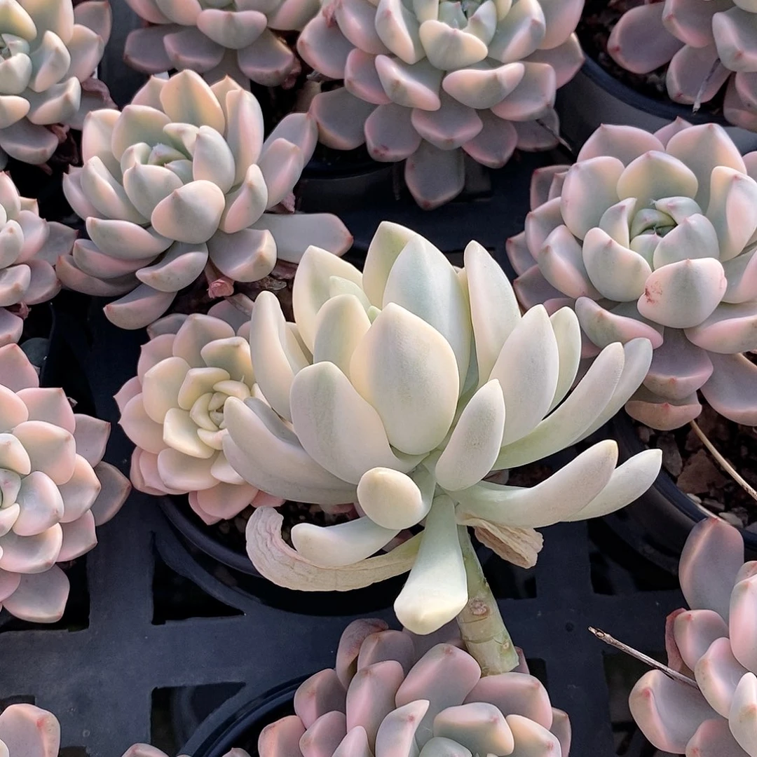 冬美人锦多肉植物