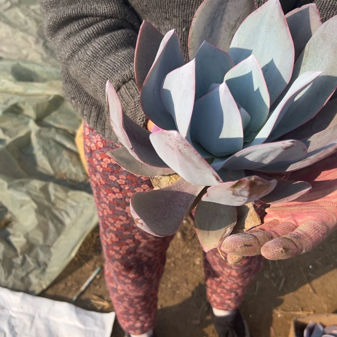 多肉植物广寒宫单头