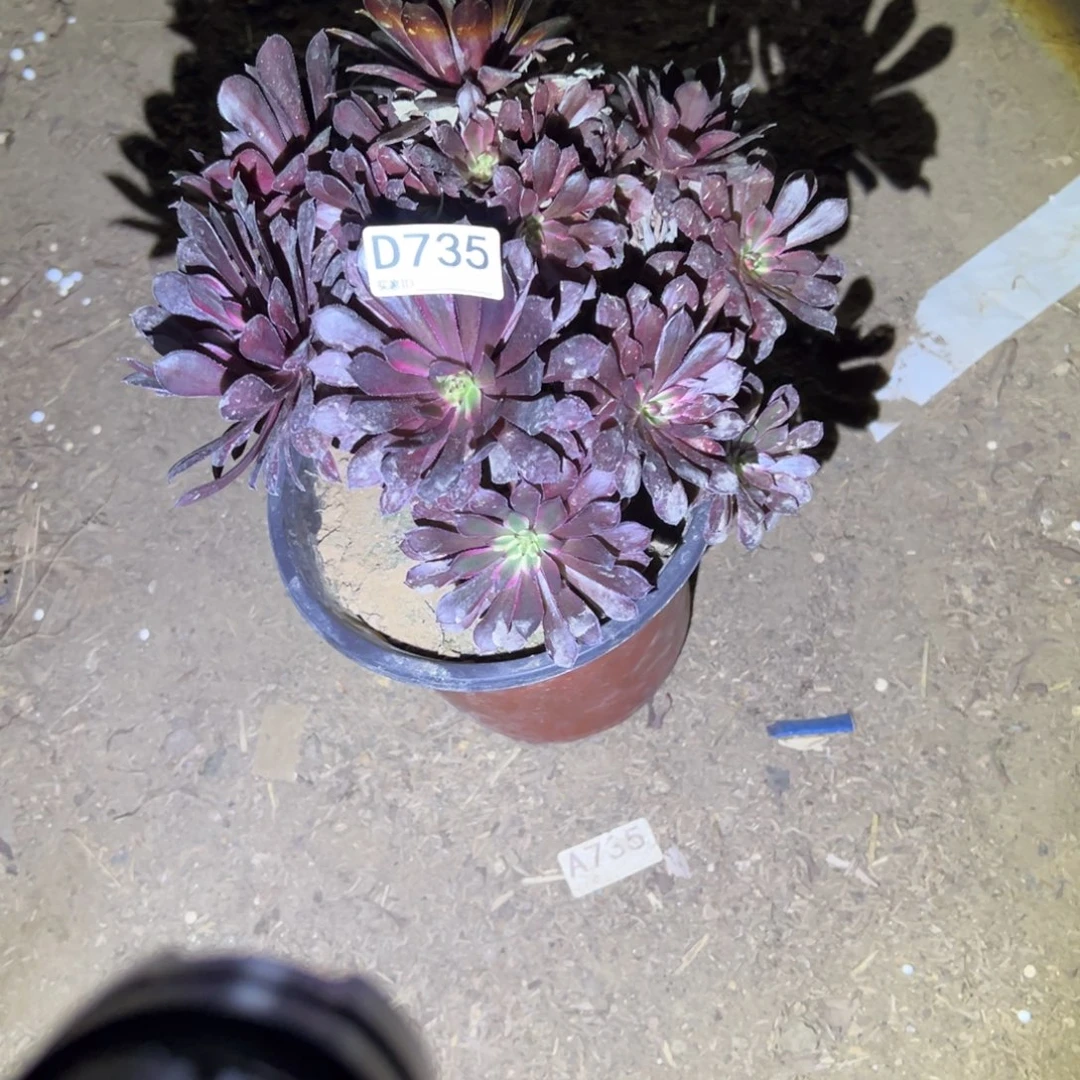 永***司735黑天鹅多肉植物法师多肉