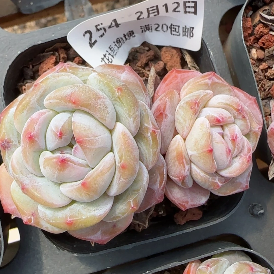 花语逸境0212-254