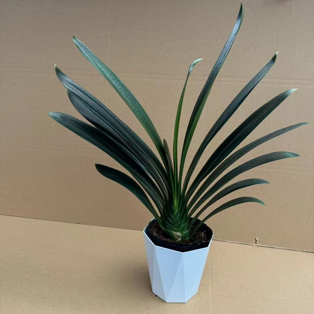 [年底开花]君子兰四季兰品种10个叶片以上 当年开花 花卉绿植盆栽