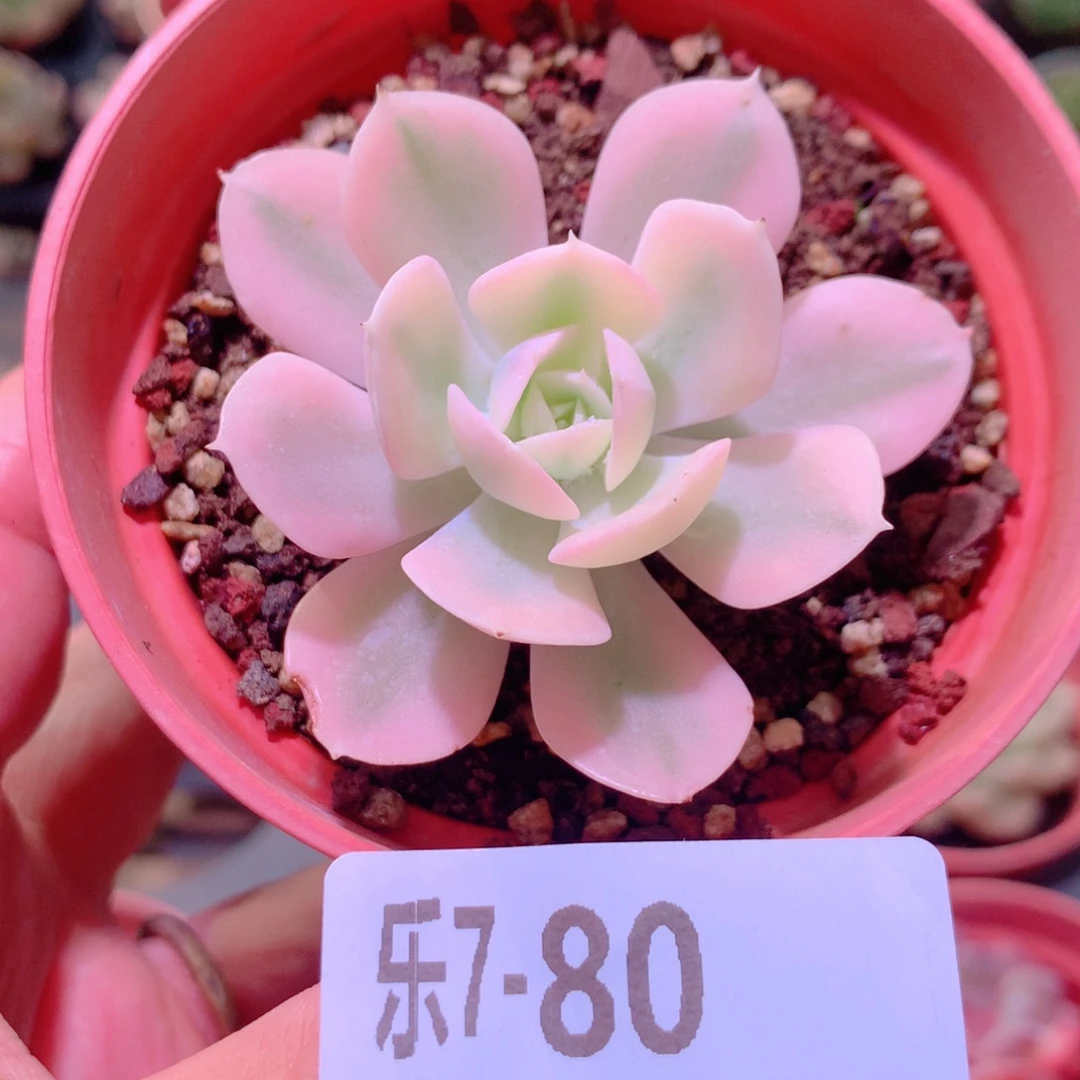 乐然7-80 鲁氏锦