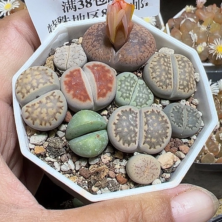 026号生石花一盆zzyyyxy